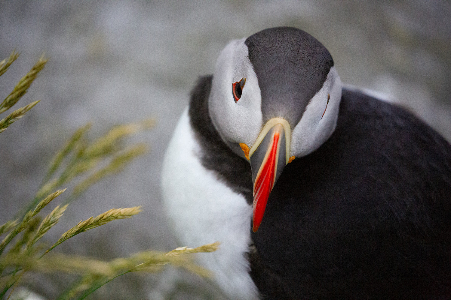Puffin with a colorful beak, surrounded by grass and rock.